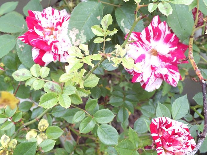  photo pluto_zpsa9ad012e.jpg